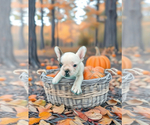 Small #2 French Bulldog