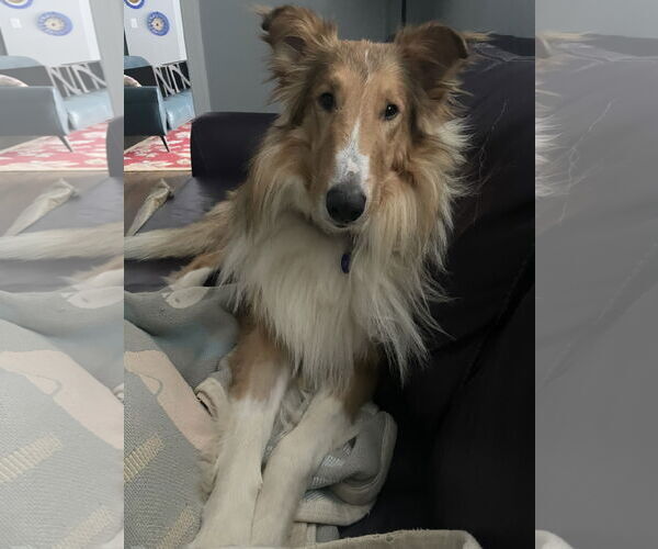 Medium Photo #10 Collie Puppy For Sale in Chantilly, VA, USA