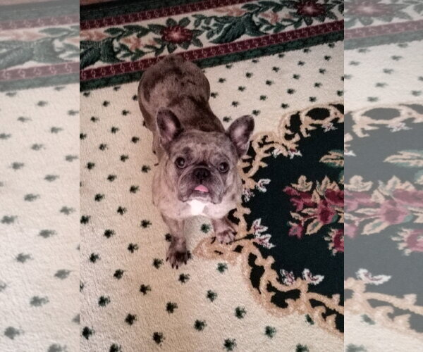 Medium Photo #1 French Bulldog Puppy For Sale in HOPKINSVILLE/PRINCETON, KY, NH, USA