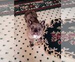 Small French Bulldog