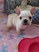 Small Photo #13 French Bulldog Puppy For Sale in GARNER, NC, USA