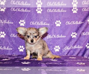 Chihuahua Litter for sale in CHARLESTON, AR, USA