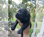 Small #11 Labrador Retriever