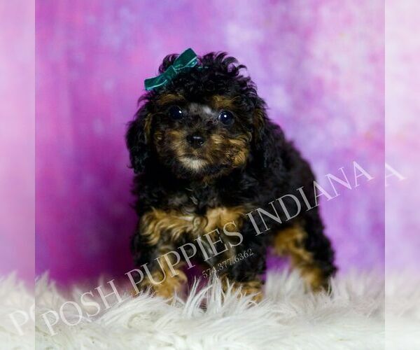 Medium Photo #24 Poodle (Toy) Puppy For Sale in WARSAW, IN, USA
