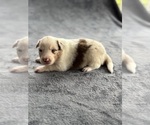 Puppy Rhea Australian Shepherd