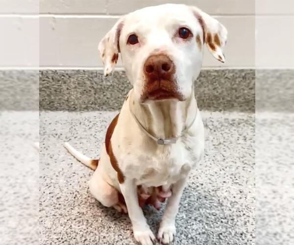 Medium Photo #3 Mutt Puppy For Sale in Houston, TX, USA