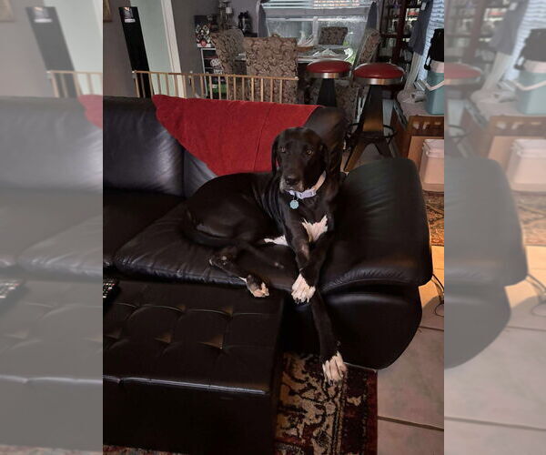 Medium Photo #2 Great Dane Puppy For Sale in Bullard, TX, USA