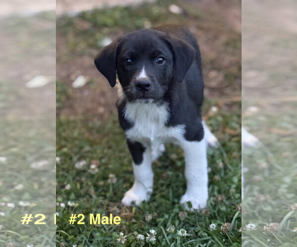 Medium Photo #3 Labrador Retriever-Unknown Mix Puppy For Sale in Royal Palm Beach, FL, USA