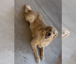Small Photo #1 Golden Retriever Puppy For Sale in PHOENIX, AZ, USA