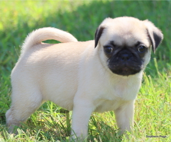 Medium Photo #9 Pug Puppy For Sale in WINNSBORO, TX, USA