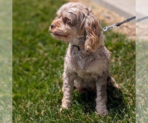 Medium Photo #1 Cockapoo (Miniature) Puppy For Sale in GOSHEN, IN, USA