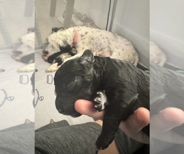 Medium Photo #60 Aussiedoodle-Bernedoodle Mix Puppy For Sale in BELTON, SC, USA