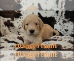Small #1 Golden Retriever