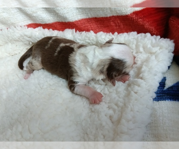 Medium Photo #5 Miniature Australian Shepherd Puppy For Sale in BONNERS FERRY, ID, USA