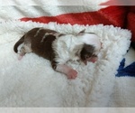 Small Photo #39 Miniature Australian Shepherd Puppy For Sale in BONNERS FERRY, ID, USA