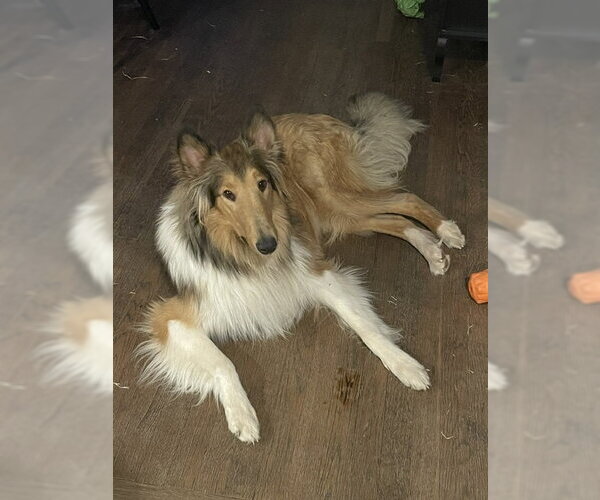Medium Photo #4 Collie Puppy For Sale in Chantilly, VA, USA