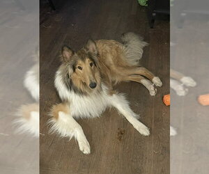 Duffy - Male Collie Dog for Adoption - Photo #4