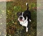 Small Photo #7 American Staffordshire Terrier Puppy For Sale in Pierceton , IN, USA