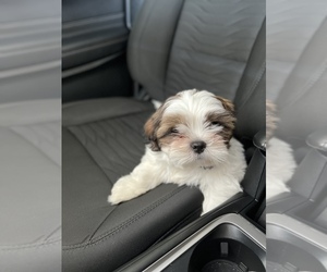 Shih Tzu Puppy for sale in PRINCETON, TX, USA