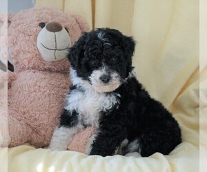 Aussiedoodle Miniature  Puppy for sale in FREDERICKSBG, OH, USA