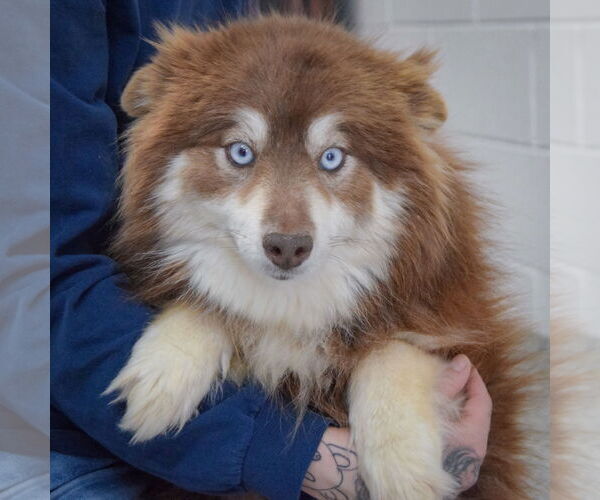 Medium Photo #2 Pomsky Puppy For Sale in Huntley, IL, USA