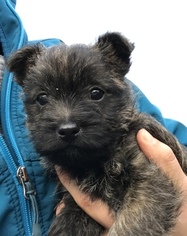 Cairn Terrier Puppy for sale in BIRKENFELD, OR, USA