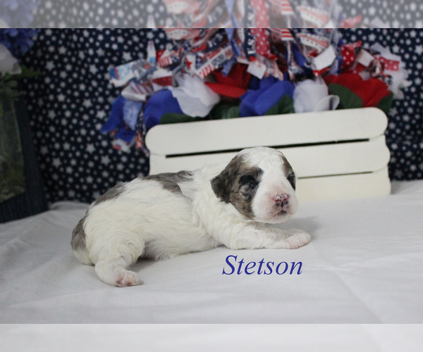 Medium Photo #11 Poodle (Miniature) Puppy For Sale in CHANUTE, KS, USA