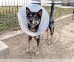 Small Shiba Inu