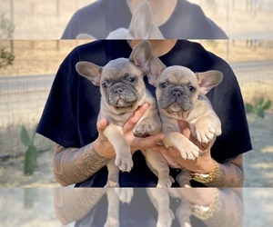 French Bulldog Puppy for sale in BAKERSFIELD, CA, USA