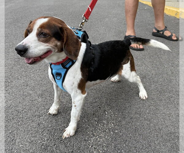 Medium Photo #3 Beagle Puppy For Sale in Mundelein, IL, USA