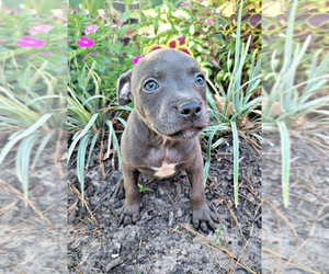 Staffordshire Bull Terrier Puppy for sale in HUMBLE, TX, USA