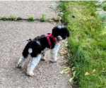 Small #3 Poodle (Miniature)