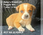 Small Puggle