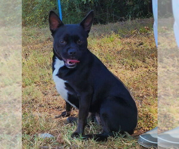 Medium Photo #2 Mutt Puppy For Sale in Wetumpka, AL, USA