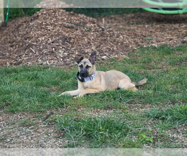 Medium Photo #4 Black Mouth Cur-German Shepherd Dog Mix Puppy For Sale in Germantown, OH, USA