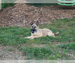 Small Photo #4 Black Mouth Cur-German Shepherd Dog Mix Puppy For Sale in Germantown, OH, USA