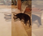 Small #6 Gerberian Shepsky