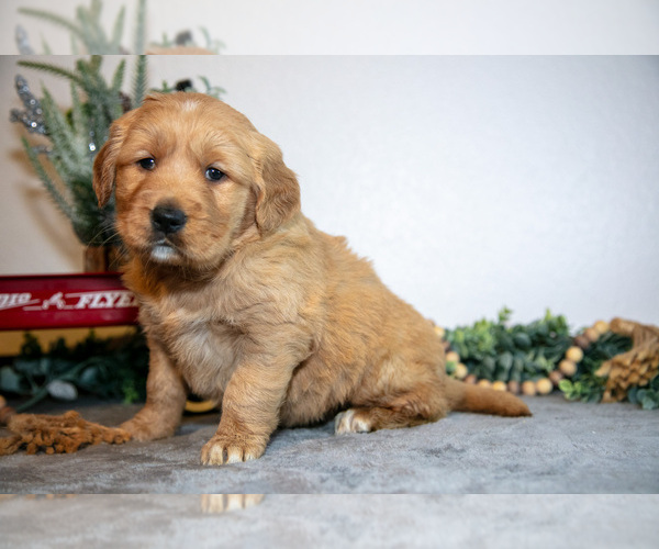 Medium Photo #6 Golden Retriever Puppy For Sale in WOLCOTTVILLE, IN, USA