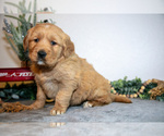 Small Photo #6 Golden Retriever Puppy For Sale in WOLCOTTVILLE, IN, USA