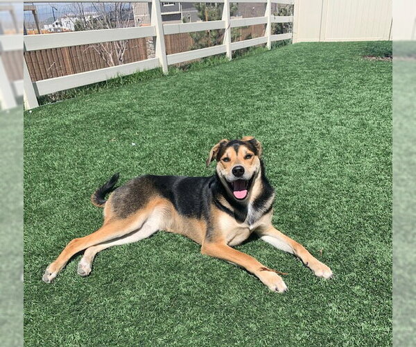 Medium Photo #3 Australian Shepherd-Unknown Mix Puppy For Sale in Fort Collins, CO, USA