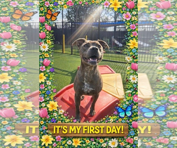 Medium Photo #1 American Pit Bull Terrier-Unknown Mix Puppy For Sale in Holly Springs, NC, USA