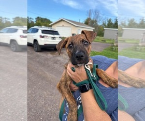 Mutt Dogs for adoption in Duluth, MN, USA