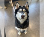 Small Alusky