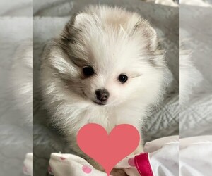 Pomeranian Puppy for sale in LISLE, IL, USA