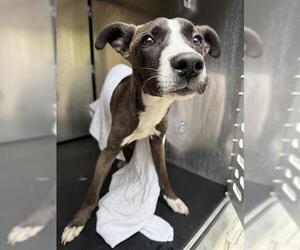 Labrador Retriever-Unknown Mix Dogs for adoption in San Antonio, TX, USA