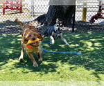 Small #1 American Pit Bull Terrier