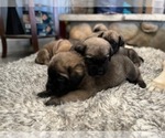 Small Photo #22 Mastiff Puppy For Sale in HESPERIA, CA, USA