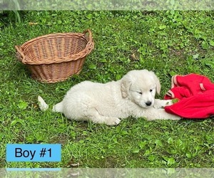 Golden Retriever Puppy for sale in BLOOMSBURG, PA, USA