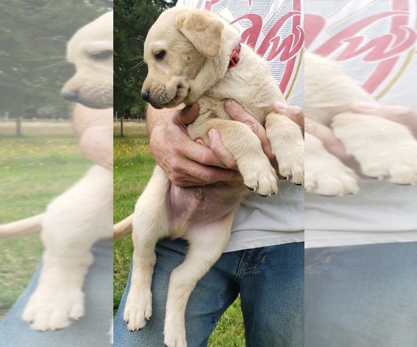 Medium Photo #2 Labrador Retriever Puppy For Sale in OLYMPIA, WA, USA