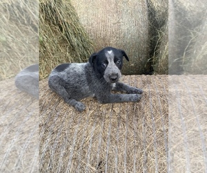 Texas Heeler Puppy for sale in FORESTON, MN, USA